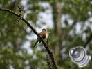 [deerlake-may-bird.jpg]