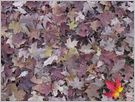 [deer-lake-autumnleaves.jpg]